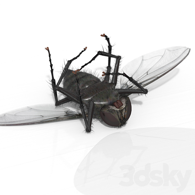 The Fly 3ds Max - thumbnail 2