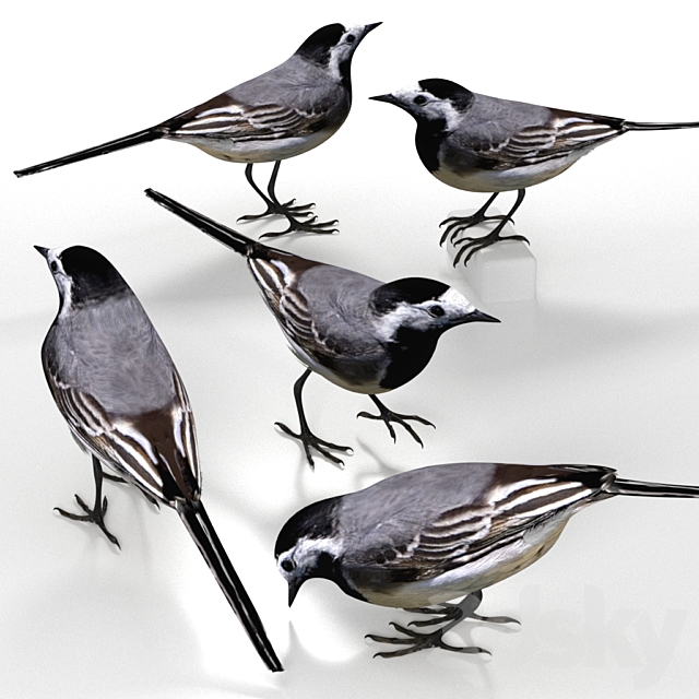 White Wagtail (bird) 3DS Max Model - thumbnail 2