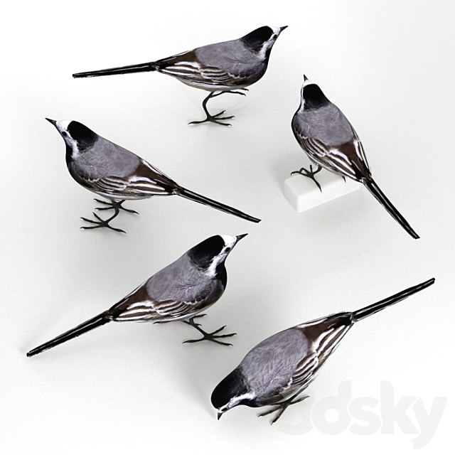 White Wagtail (bird) 3DS Max Model - thumbnail 3