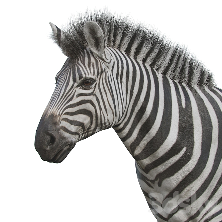 Zebra 3DS Max - thumbnail 2