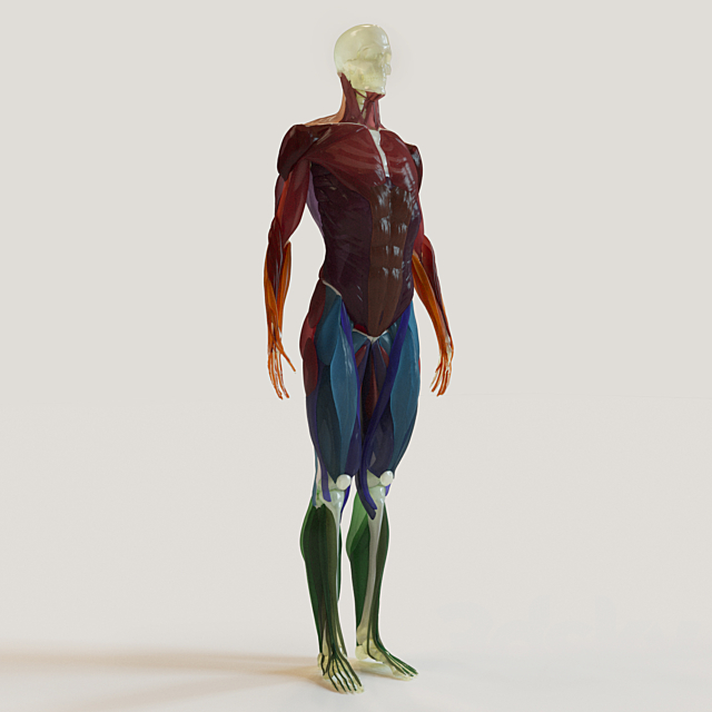 muscle groups skeleton system + 3ds Max - thumbnail 1