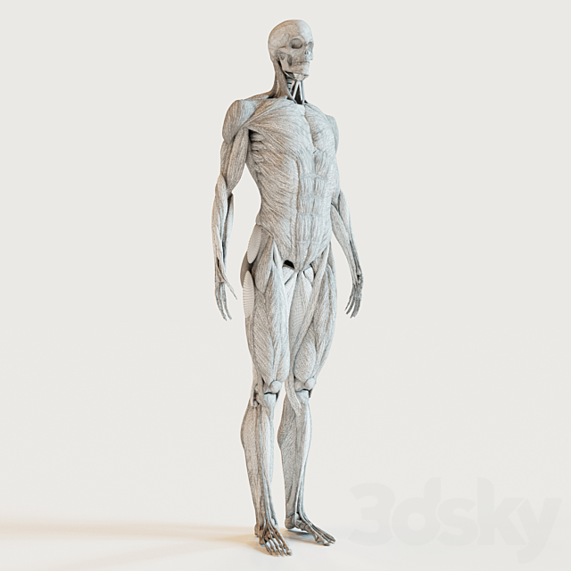 muscle groups skeleton system + 3ds Max - thumbnail 3