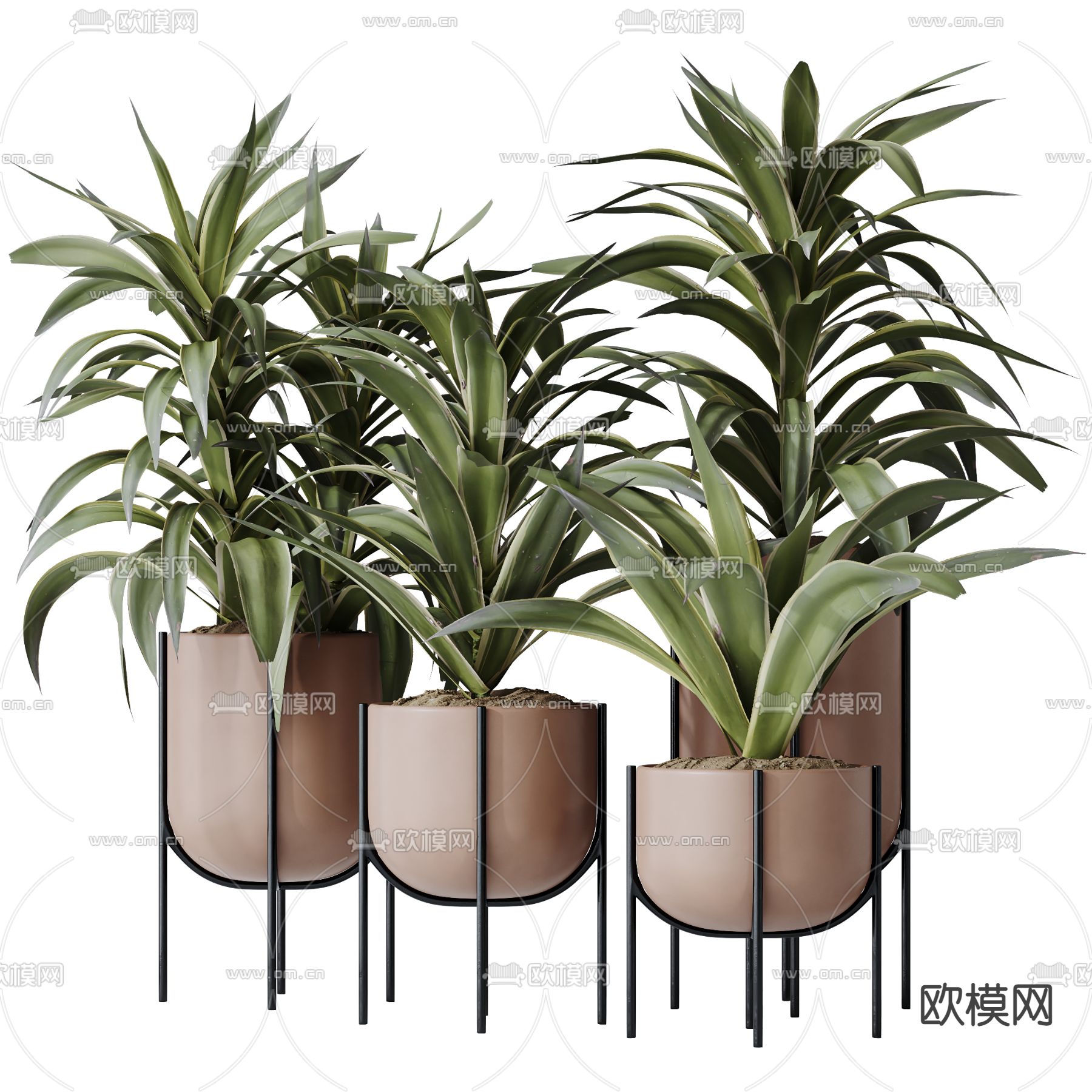 Plant – CORONA – 3D MODEL – 428 - thumbnail 1