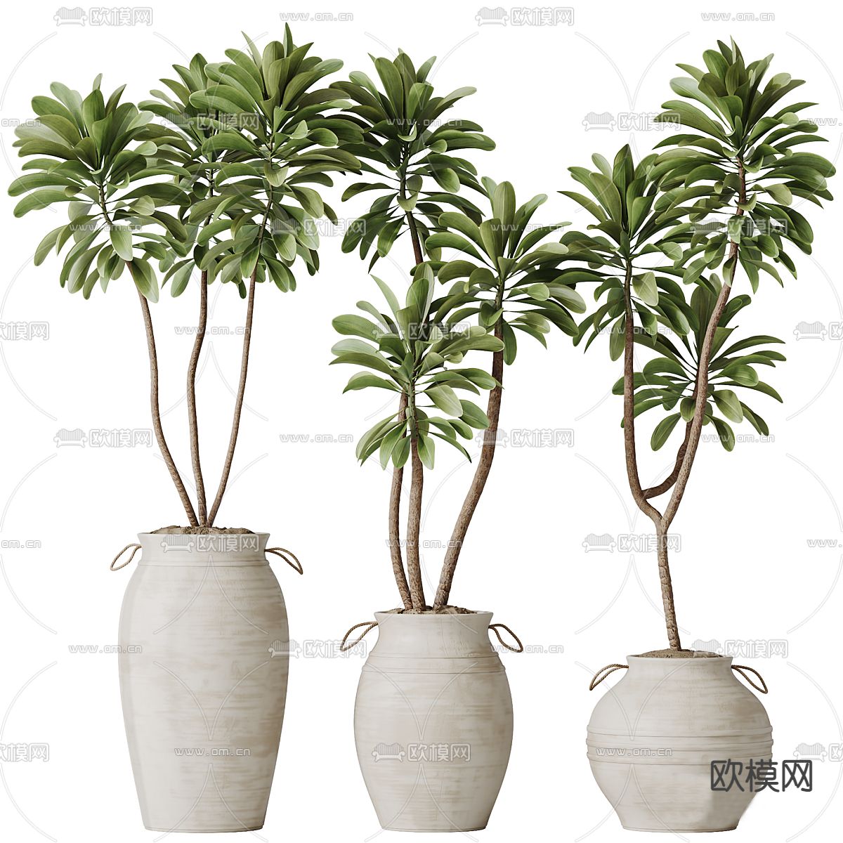 Plant – CORONA – 3D MODEL – 432 - thumbnail 1