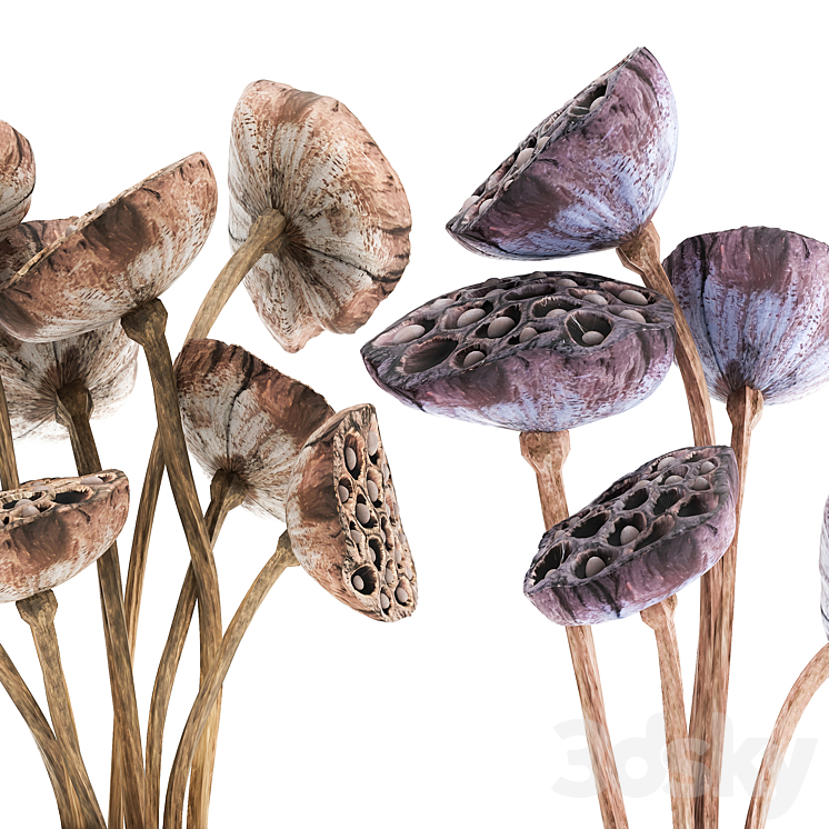 A set of bouquets of dried flowers in glass vases dry Lotus branches natural decor. 152. 3DS Max - thumbnail 2