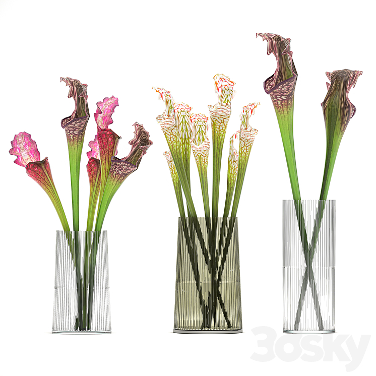 A set of exotic bouquets of Saracenia flowers in glass vases. 180 3DS Max - thumbnail 1