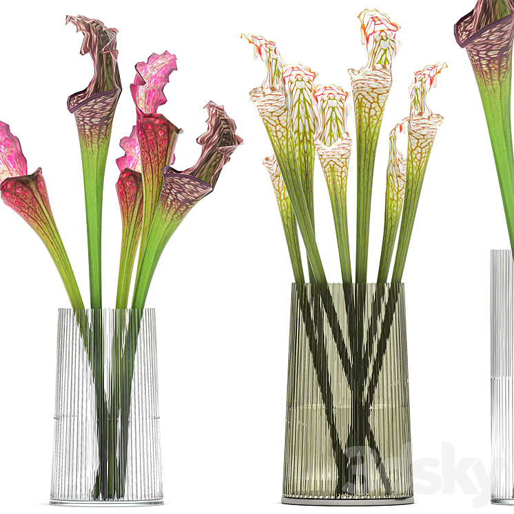 A set of exotic bouquets of Saracenia flowers in glass vases. 180 3DS Max - thumbnail 2