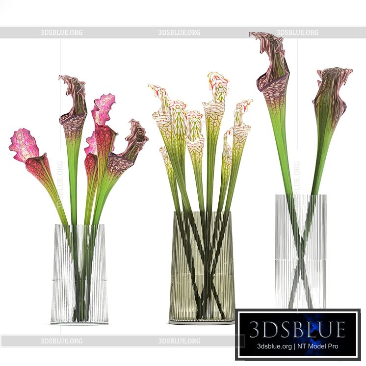 A set of exotic bouquets of Saracenia flowers in glass vases. 180 3DS Max - thumbnail 3