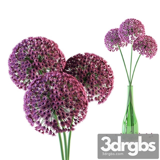 Allium flowers in vase - thumbnail 1