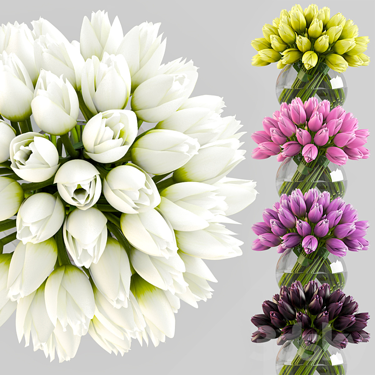 Angelique tulips 3DS Max - thumbnail 2