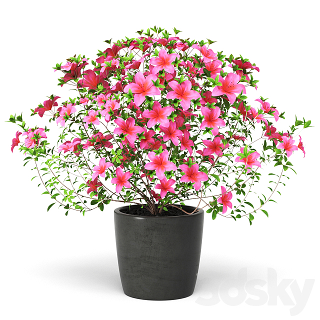 Azalea Plant 3ds Max - thumbnail 1