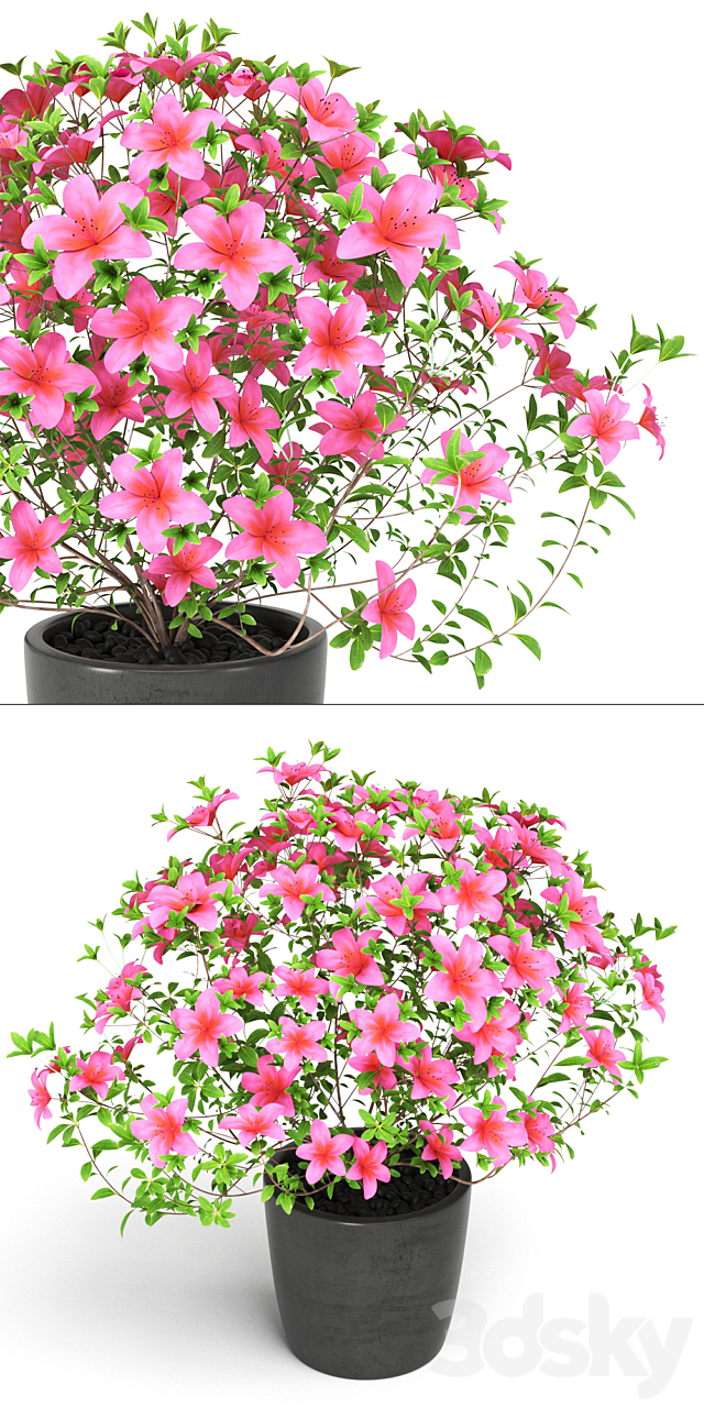 Azalea Plant 3ds Max - thumbnail 2