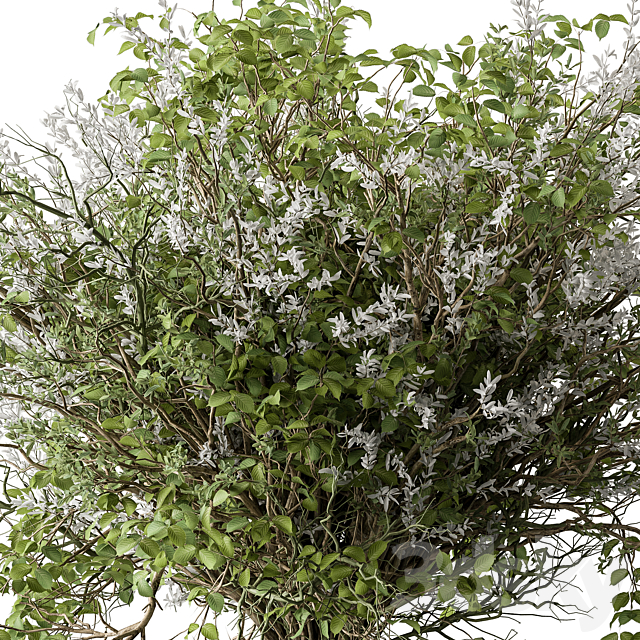 Bouquet – Green Branch 124 3DS Max Model - thumbnail 2