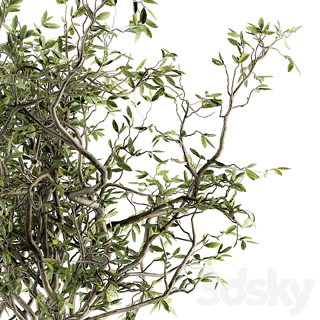 Bouquet – Green Branch in vase 40 3DS Max Model - thumbnail 3