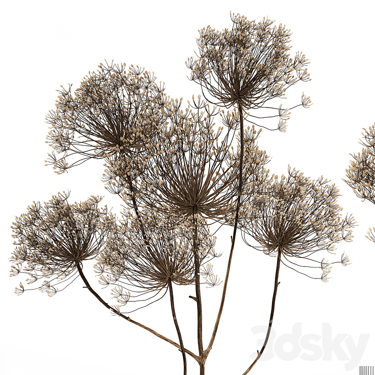 Bouquet of dried flowers in a glass vase with dry branches Hogweed . 158. 3DS Max - thumbnail 2