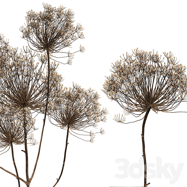 Bouquet of dried flowers in a glass vase with dry branches Hogweed . 158. 3DSMax File - thumbnail 4