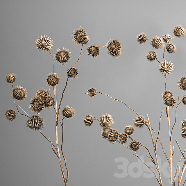 Bouquet of dried flowers in a vase with branches of dry thorns thistle . 182. 3DS Max Model - thumbnail 5