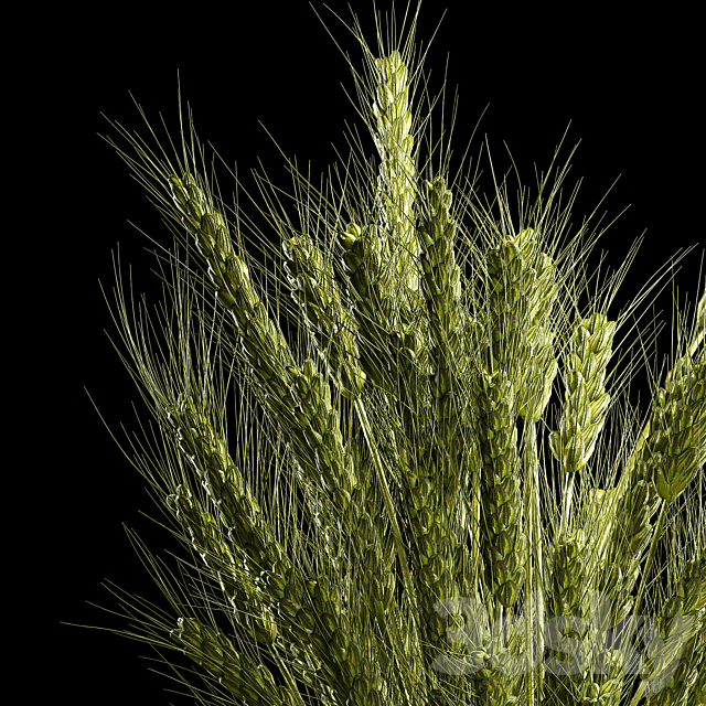 Bouquet of green flowers in a glass vase for decoration of wheat branches. spikelet. 265. 3DSMax File - thumbnail 4