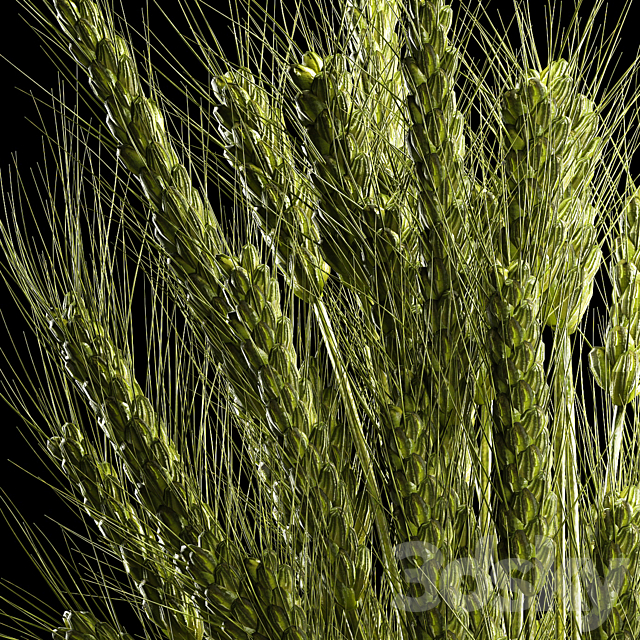 Bouquet of green flowers in a glass vase for decoration of wheat branches. spikelet. 265. 3DSMax File - thumbnail 5