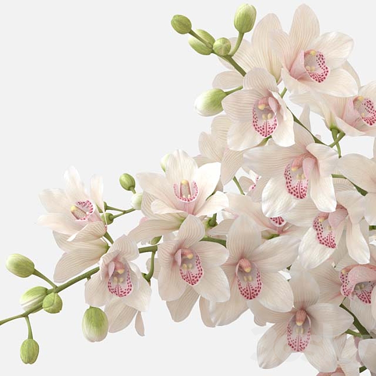 Bouquet of orchids 3DS Max - thumbnail 2