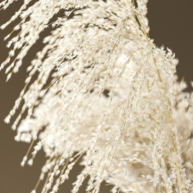 Bouquet of pampas grass 3DSMax File - thumbnail 3