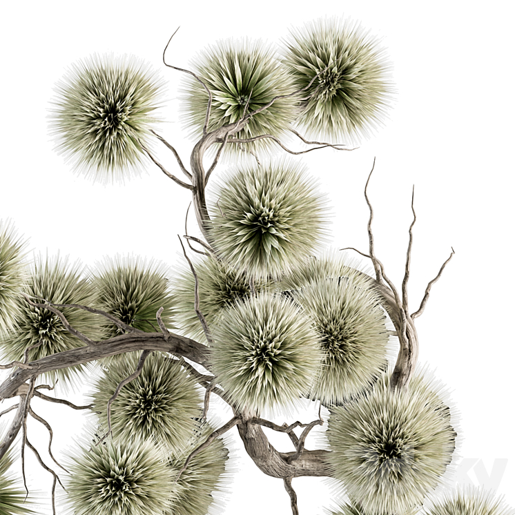 Bouquet plants 96 – Dried Plant Stirlingia 3DS Max Model - thumbnail 2