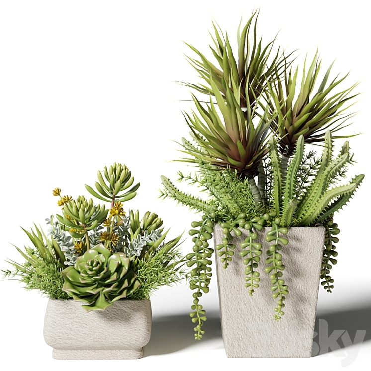 Bouquets of succulents in square pots 3DS Max - thumbnail 1