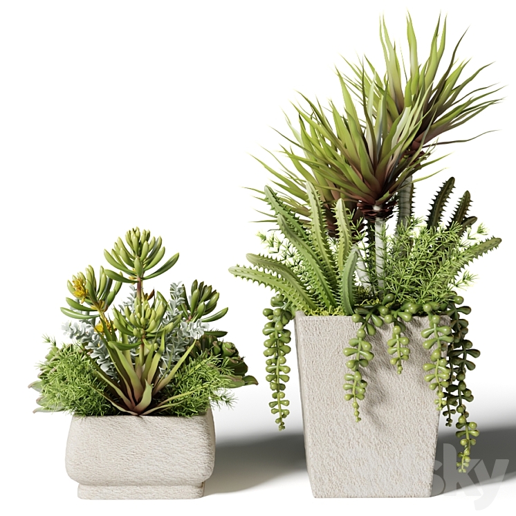 Bouquets of succulents in square pots 3DS Max - thumbnail 2