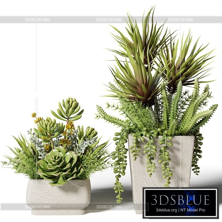 Bouquets of succulents in square pots 3DS Max - thumbnail 3