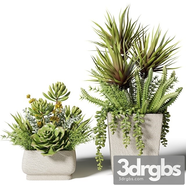 Bouquets of Succulents in Square Pots 3dsmax Download - thumbnail 1