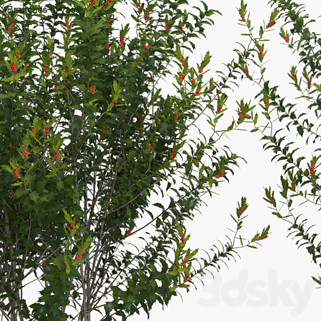 Branches in vases: Dragon Lady 3DSMax File - thumbnail 2