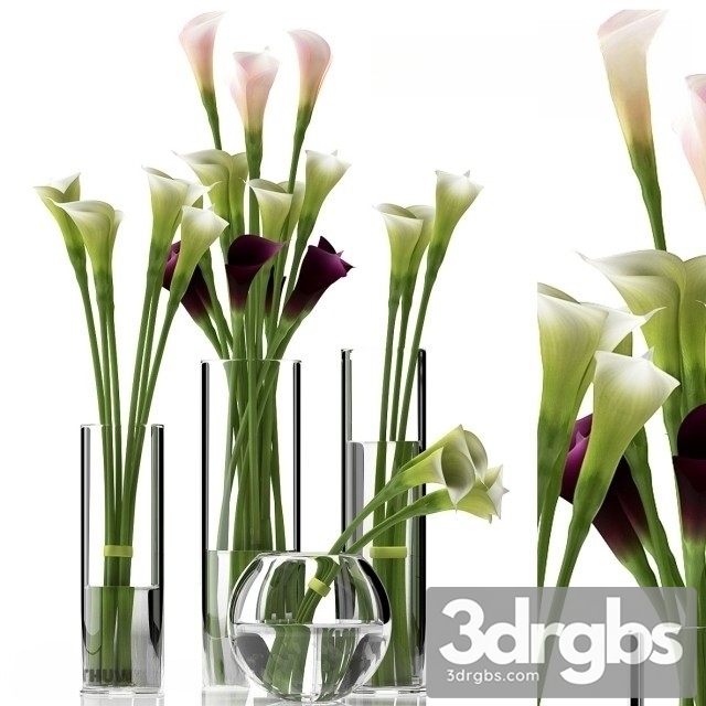 Calla Lilly 2 3dsmax Download - thumbnail 1