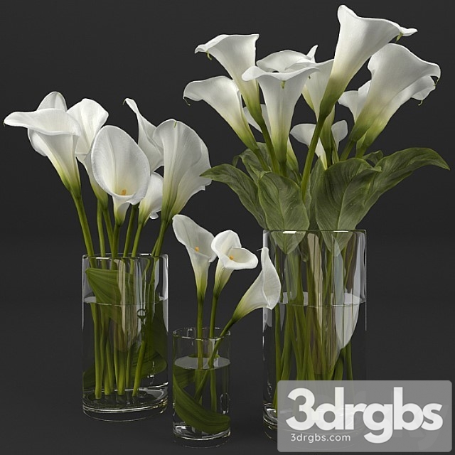 Calla Lily 12 3dsmax Download - thumbnail 1