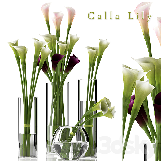 CALLA LILY 2 3DSMax File - thumbnail 1