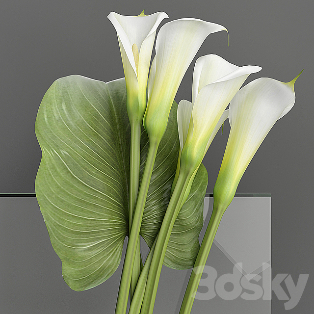 Callas 2 3DSMax File - thumbnail 1