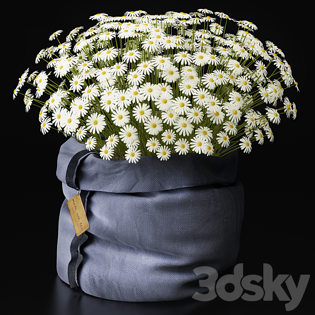 Chamomile … with love …. 3DSMax File - thumbnail 1