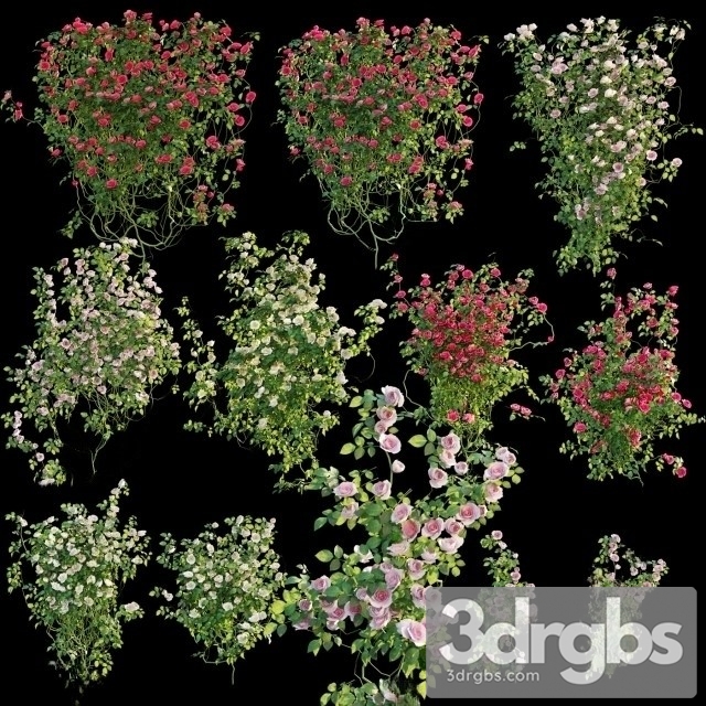 Climbing Rose 3dsmax Download - thumbnail 1