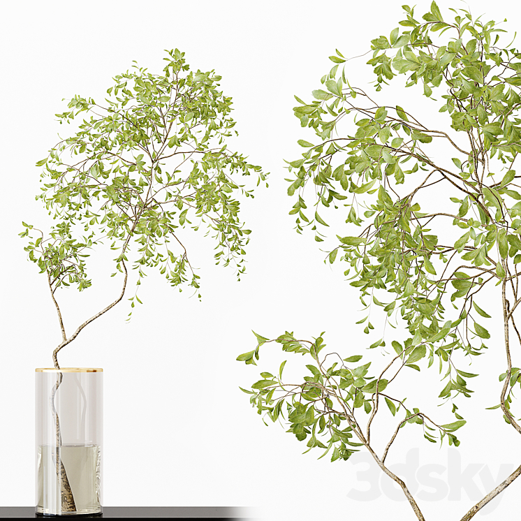 Collection Indoor Plants 017 3DS Max Model - thumbnail 2