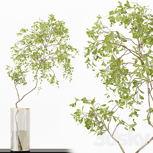 Collection Indoor Plants 017 3DSMax File - thumbnail 2