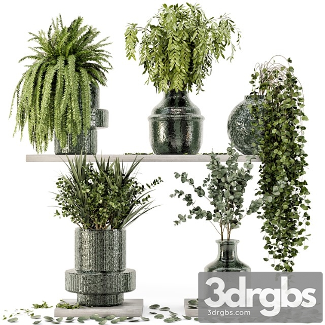 Collection indoor plants in glass pots – set 695 - thumbnail 1