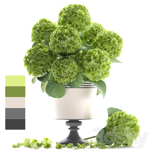 Collection of flowers 60. Hydrangea. bouquet. green flowers. vase. decor 3DSMax File - thumbnail 1