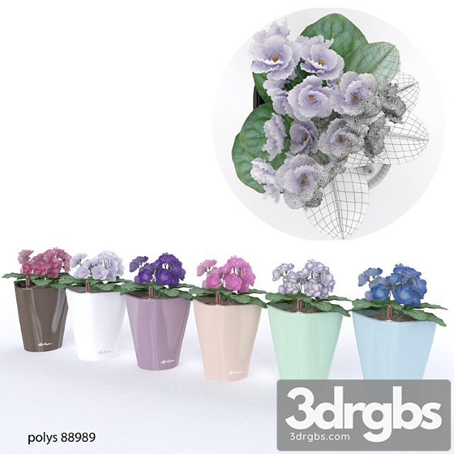 Colored Violets 3dsmax Download - thumbnail 1