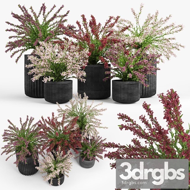 Cozzo Planter Weigela 3dsmax Download - thumbnail 1