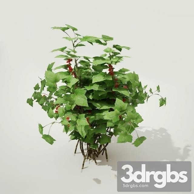 Currant Plant 3dsmax Download - thumbnail 1