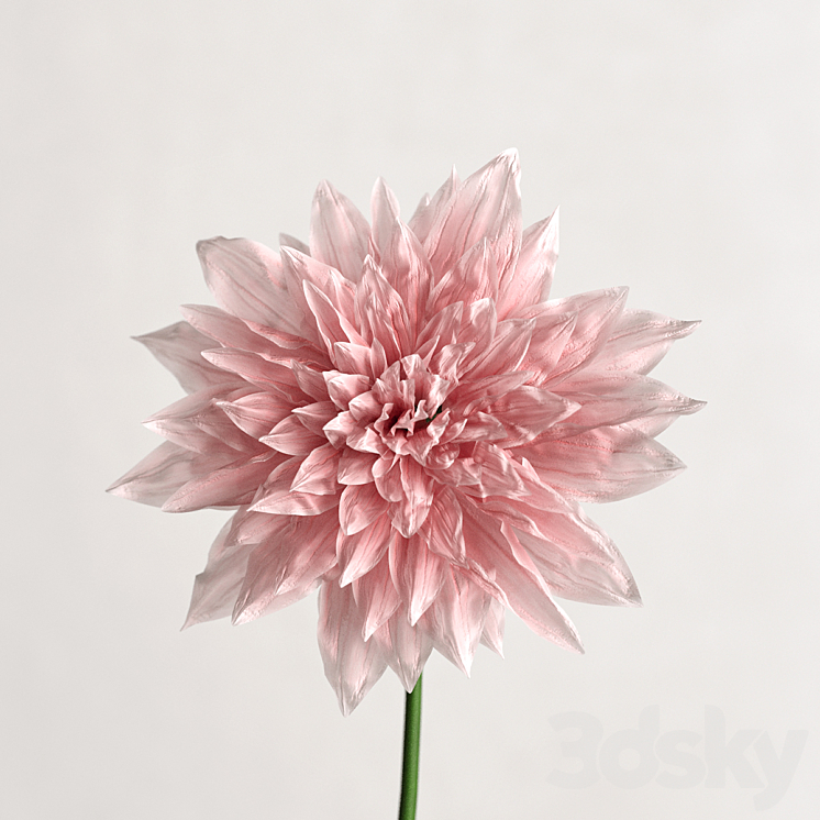 Dahlia in a glass vase 3DS Max Model - thumbnail 2