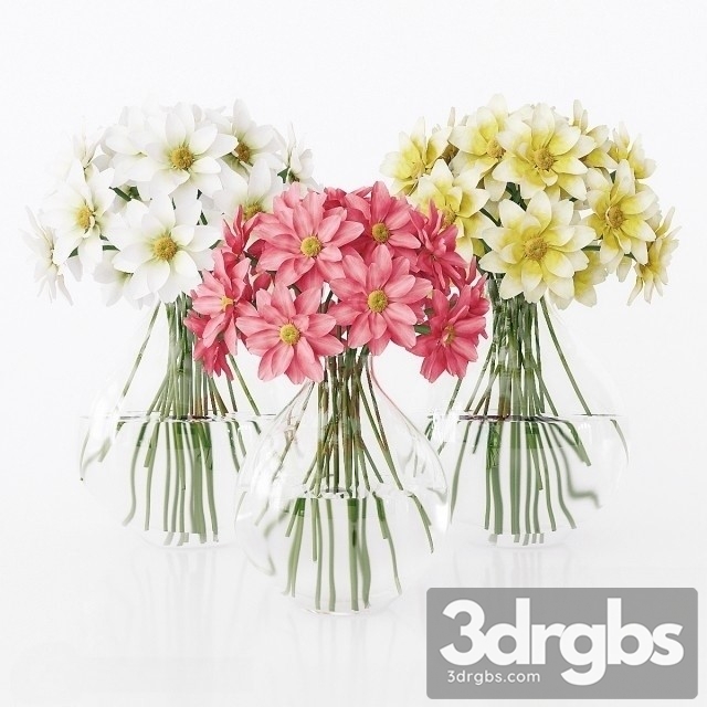 Dahlia Purpusii Brandg 3dsmax Download - thumbnail 1