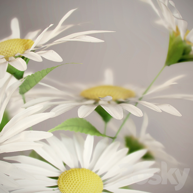 Daisies 3DS Max Model - thumbnail 3