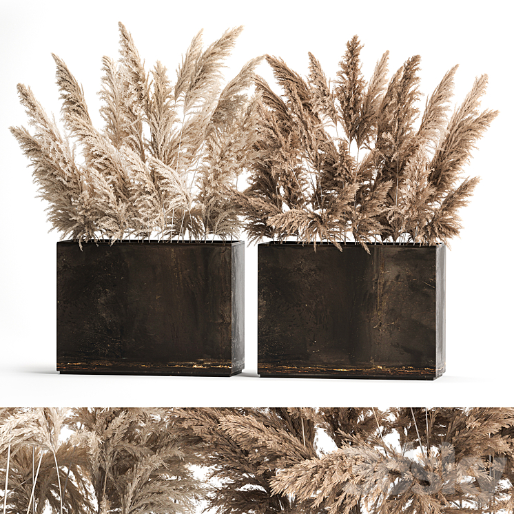 Dried flower bouquet of dried reeds in a rusty metal pot from pampas grass Cortaderia. 273. 3DS Max Model - thumbnail 1
