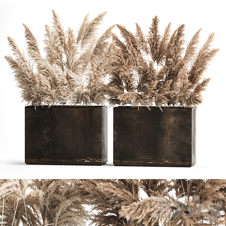 Dried flower bouquet of dried reeds in a rusty metal pot from pampas grass Cortaderia. 273. 3DS Max - thumbnail 1