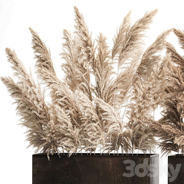 Dried flower bouquet of dried reeds in a rusty metal pot from pampas grass Cortaderia. 273. 3DS Max - thumbnail 2